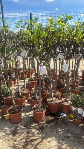Fig tree plant height - fig,