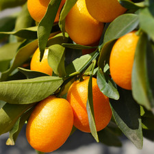 Large Plant – Mini Kumquat
