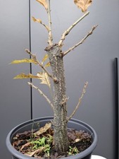 chunky Oak Bonsai Tree