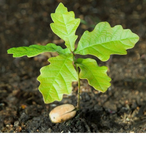 English oak tree sapling - tree,