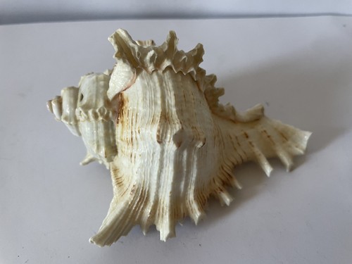 Ocean sea shell chicoreus - shell,