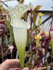 Sarracenia hurricane creek