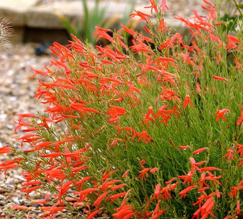 Penstemon pinifolius pineleaf - penstemon, pinifolius,