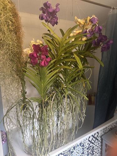 Rare vanda orchids - rare,