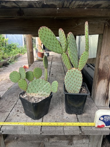 Opuntia microdasys indigo - opuntia, indigo/
