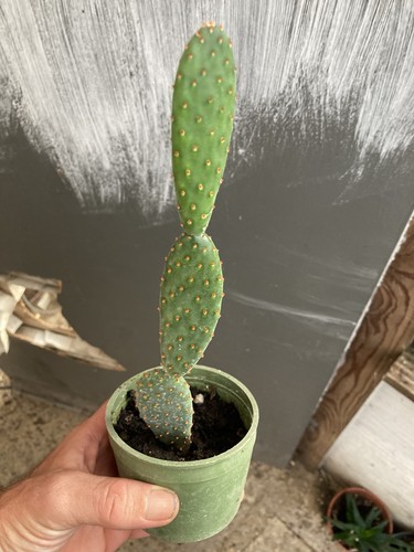 Opuntia microdasys 6cm pot - microdasys,