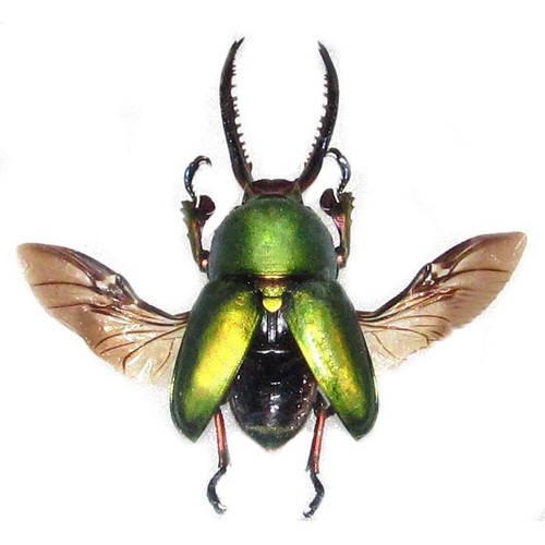Lamprima adolphinae green form - lamprima,