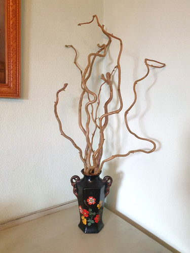 Twisted corkscrew hazel - 8,