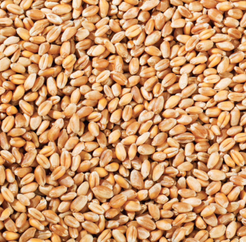 Wheat pidgeon poultry - wheat,