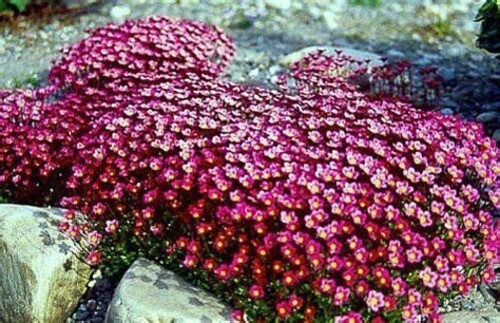 Saxifraga arendsii purple robe - arendsii,