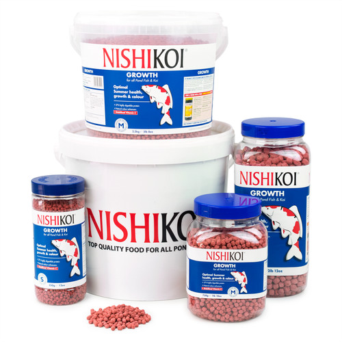 Nishikoi growth pond fish - nishikoi,