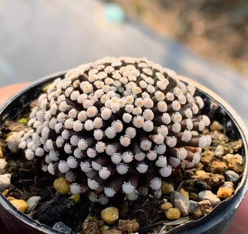 3cm mammillaria luethyi - 2~3cm,