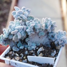 Exact Plant - Echeveria