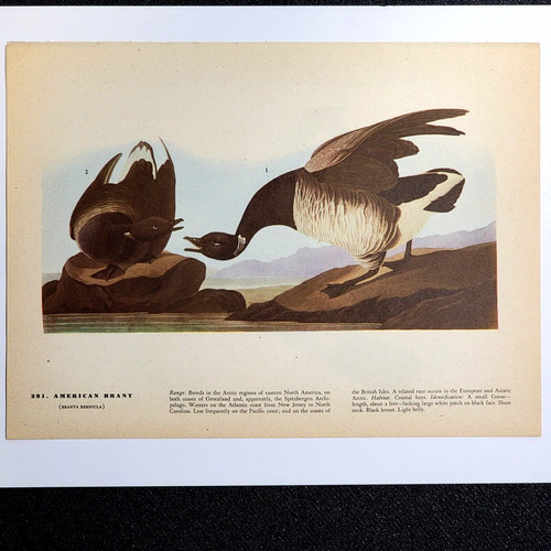 1944 vintage audubon bird book - bird,