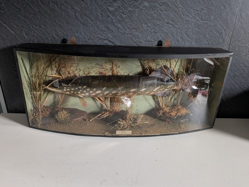 Taxidermy pike case - taxidermy,