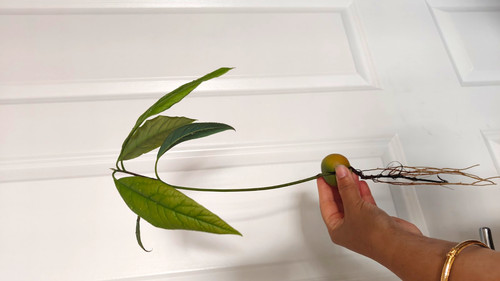 Avocado bare root - bare,