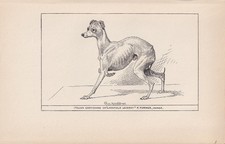 1900 ITALIAN GREYHOUND DOG