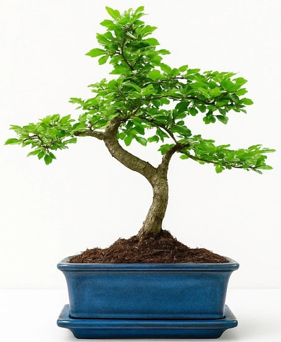 Chinese elm bonsai - chinese, bonsai,