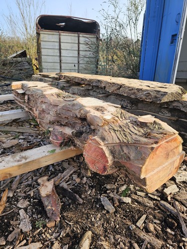 English yew planks - 15, (fresh