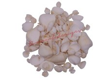 White Beach Mixed Shells