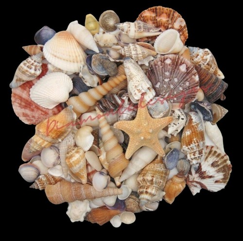 Natural shells seashells - natural,