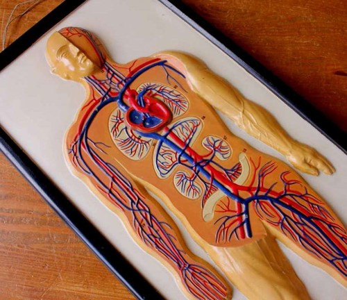 Vintage plaster anatomical - vintage,