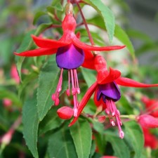 Fuchsia Riccartonii 1 & 3 Litre Potted Plant by Thompson & Morgan