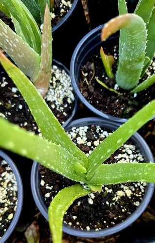 Aloe vera barbados - 4,