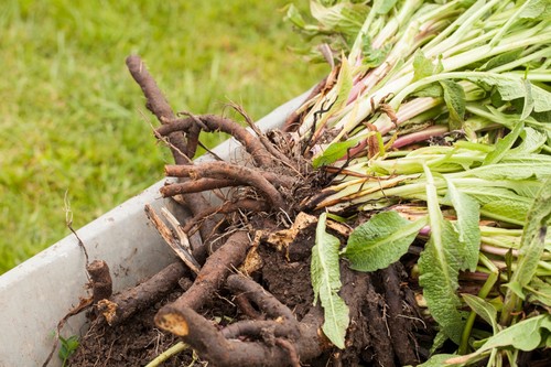 Premium bocking comfrey - premium,