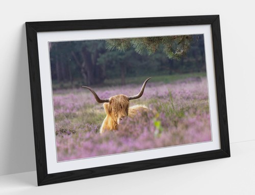 Highland cow field - highland, in