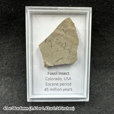 Fossil Insect Cranefly Eocene