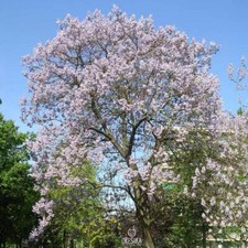 Paulownia elongata 200+ PCS /
