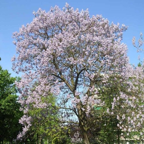 Paulownia elongata 200 pcs - paulownia,