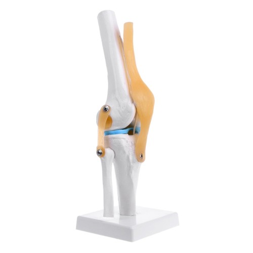 Human anatomical knee - human, joint
