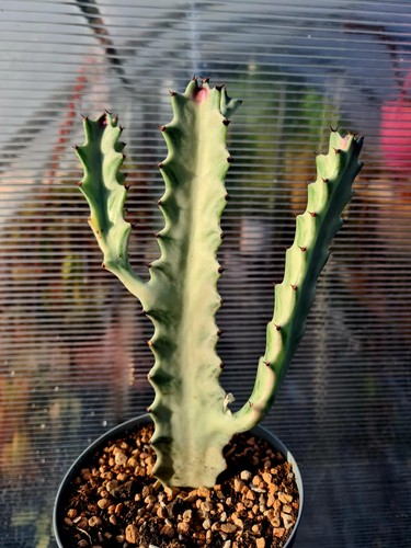 Euphorbia lactea white ghost - white, |
