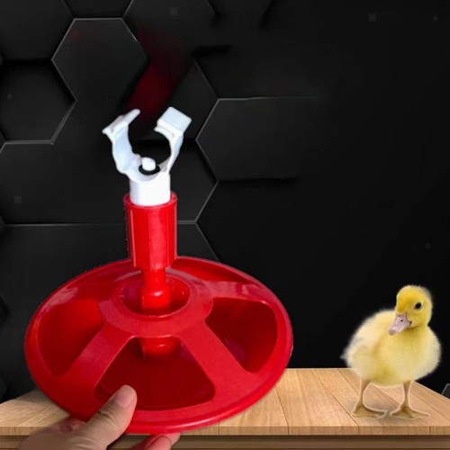 Automatic chicken waterer - chicken,