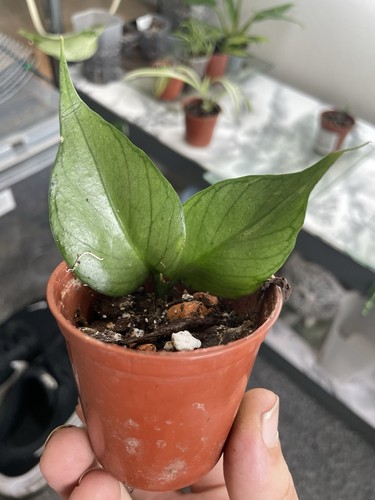 Hoya polyneura broget - hoya, w/