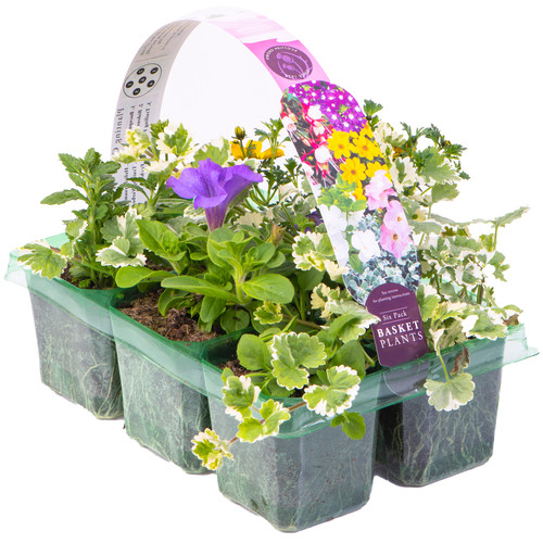 Beautiful mixed hanging basket - beautiful,