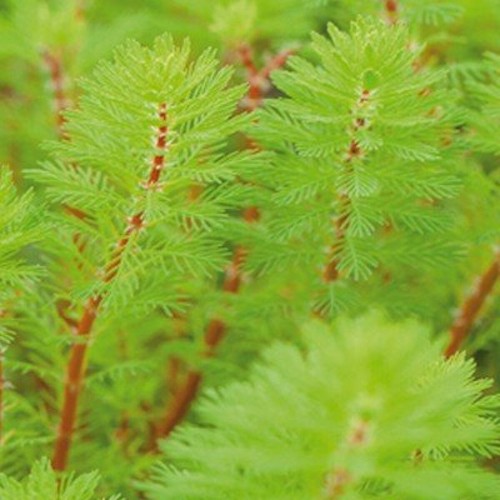 Red stem feather myriophyllum - red,