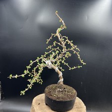  Japanese Larch Bonsai Tree