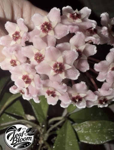 Hoya carnosa ah074 indoor - ah074,