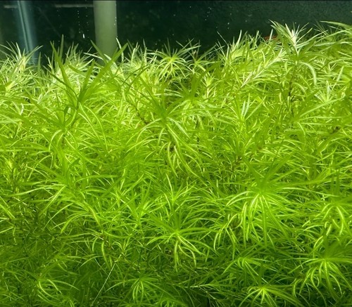 Guppy grass najas at - grass, /