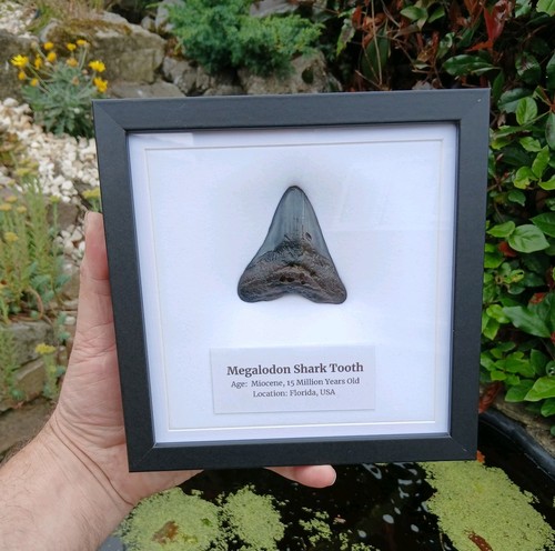 Megalodon tooth shark - megalodon,