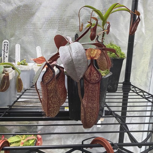 Nepenthes hamata peltata - hamata,