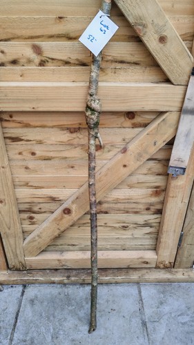 Twisted twisty wood hazel - twisted,