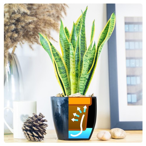House indoor plant self - 1,