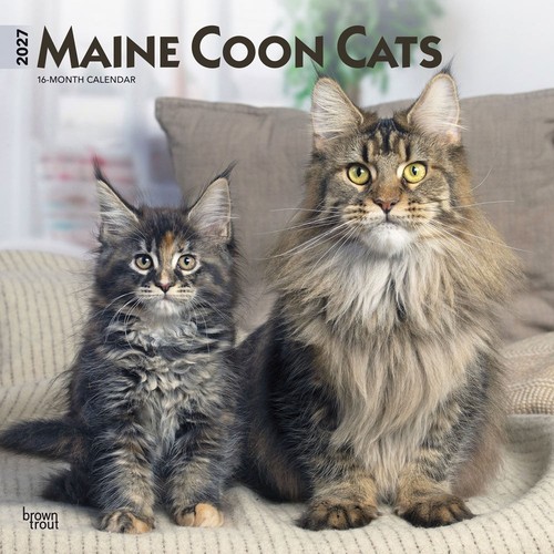 Maine coon cats calendar 2027 - calendar,