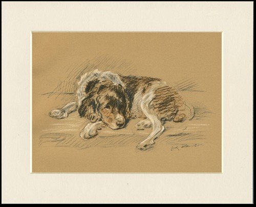 English springer spaniel - english,