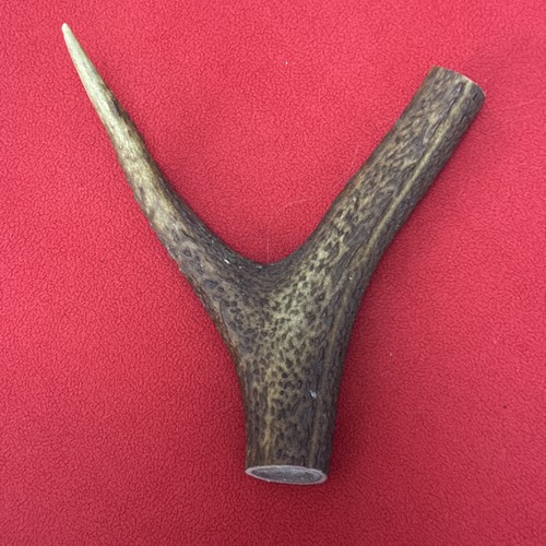 One piece deer antler y - of,