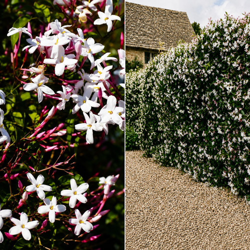 Rare jasmine inverleith 2l - jasmine,